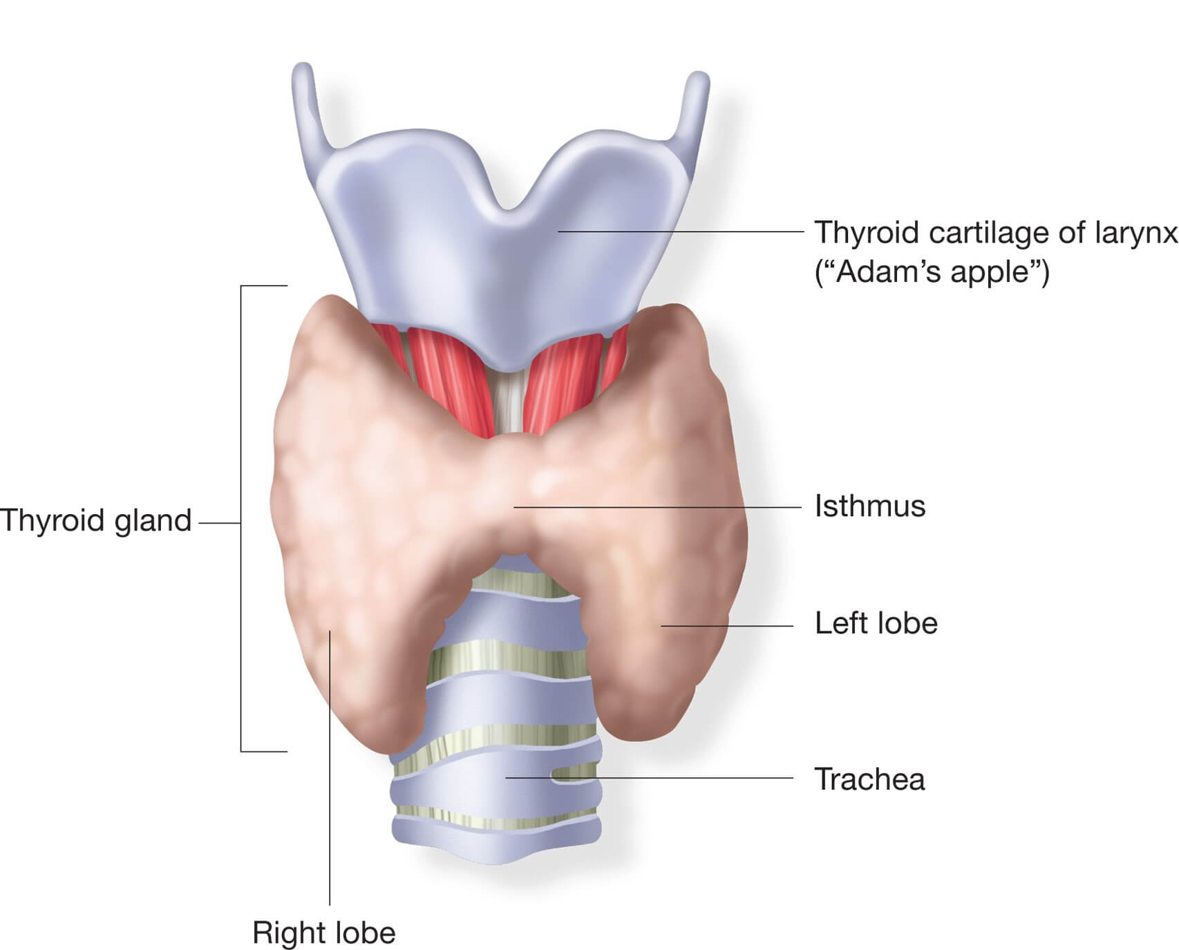 Образование перешейка щитовидной железы. Щитовидный хрящ и щитовидная железа.